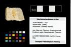 Foto (Objekt + Etikett) von Isopoda indet.  (NHMW-GEO-2014-0194-0962)